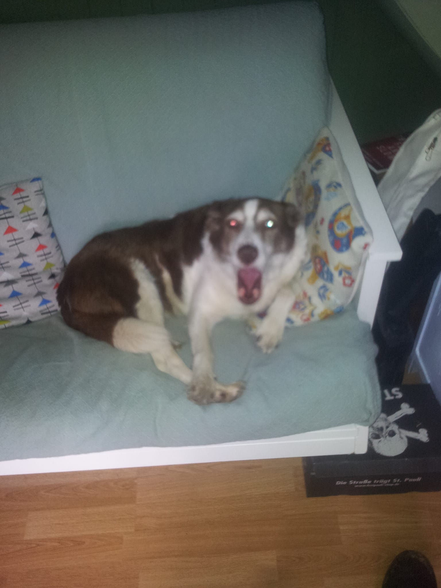 “I’m Totally Allowed To Sit Here – Don’t Check, But I AM” – Dogsitting and Class War In Oxford